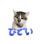 猫のテラと仲間たち 5（個別スタンプ：12）