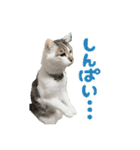 猫のテラと仲間たち 5（個別スタンプ：13）