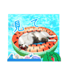 猫のテラと仲間たち 5（個別スタンプ：14）