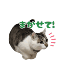 猫のテラと仲間たち 5（個別スタンプ：15）