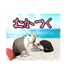 猫のテラと仲間たち 5（個別スタンプ：16）