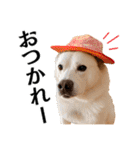 Hat Dog 〜ハットドッグ〜（個別スタンプ：1）