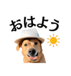 Hat Dog 〜ハットドッグ〜（個別スタンプ：5）