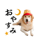 Hat Dog 〜ハットドッグ〜（個別スタンプ：7）