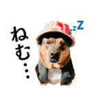 Hat Dog 〜ハットドッグ〜（個別スタンプ：11）