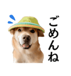 Hat Dog 〜ハットドッグ〜（個別スタンプ：14）