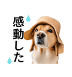 Hat Dog 〜ハットドッグ〜（個別スタンプ：16）