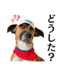 Hat Dog 〜ハットドッグ〜（個別スタンプ：18）