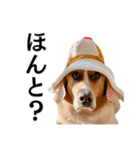 Hat Dog 〜ハットドッグ〜（個別スタンプ：19）