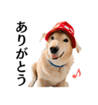 Hat Dog 〜ハットドッグ〜（個別スタンプ：21）