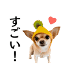 Hat Dog 〜ハットドッグ〜（個別スタンプ：23）