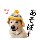 Hat Dog 〜ハットドッグ〜（個別スタンプ：24）