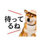 Hat Dog 〜ハットドッグ〜（個別スタンプ：25）