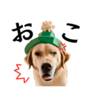 Hat Dog 〜ハットドッグ〜（個別スタンプ：28）