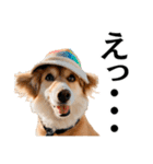 Hat Dog 〜ハットドッグ〜（個別スタンプ：29）