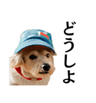 Hat Dog 〜ハットドッグ〜（個別スタンプ：30）