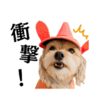 Hat Dog 〜ハットドッグ〜（個別スタンプ：31）