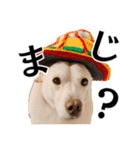 Hat Dog 〜ハットドッグ〜（個別スタンプ：32）