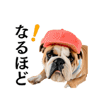 Hat Dog 〜ハットドッグ〜（個別スタンプ：34）