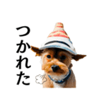 Hat Dog 〜ハットドッグ〜（個別スタンプ：36）