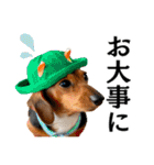 Hat Dog 〜ハットドッグ〜（個別スタンプ：37）