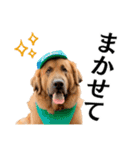 Hat Dog 〜ハットドッグ〜（個別スタンプ：38）