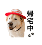 Hat Dog 〜ハットドッグ〜（個別スタンプ：39）