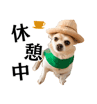 Hat Dog 〜ハットドッグ〜（個別スタンプ：40）