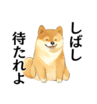 武士に憧れる柴犬（個別スタンプ：4）