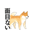 武士に憧れる柴犬（個別スタンプ：10）