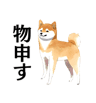 武士に憧れる柴犬（個別スタンプ：12）