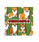 柴犬スタンプ36（個別スタンプ：16）