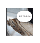 クラブメンバー2（個別スタンプ：30）