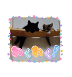 猫の福＆来 仲良しスタンプ（個別スタンプ：4）