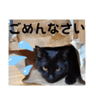 猫の福＆来 仲良しスタンプ（個別スタンプ：10）