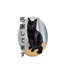 猫の福＆来 仲良しスタンプ（個別スタンプ：11）