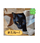 猫の福＆来 仲良しスタンプ（個別スタンプ：15）