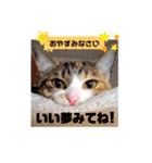 猫の福＆来 仲良しスタンプ（個別スタンプ：16）