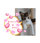 猫の福＆来 仲良しスタンプ（個別スタンプ：22）