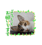 猫の福＆来 仲良しスタンプ（個別スタンプ：23）