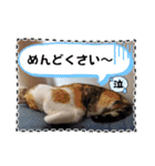 猫の福＆来 仲良しスタンプ（個別スタンプ：27）