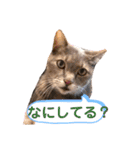 しのんさんちの12にゃん（個別スタンプ：1）