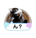 しのんさんちの12にゃん（個別スタンプ：4）