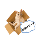 しのんさんちの12にゃん（個別スタンプ：5）