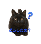 しのんさんちの12にゃん（個別スタンプ：10）