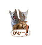 しのんさんちの12にゃん（個別スタンプ：14）