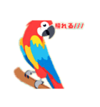 speaking parakeet（個別スタンプ：4）