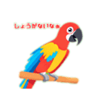 speaking parakeet（個別スタンプ：5）