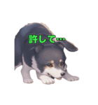 AI犬スタンプ（個別スタンプ：2）