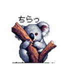 ドット絵 コアラ 日常会話 40種（個別スタンプ：31）